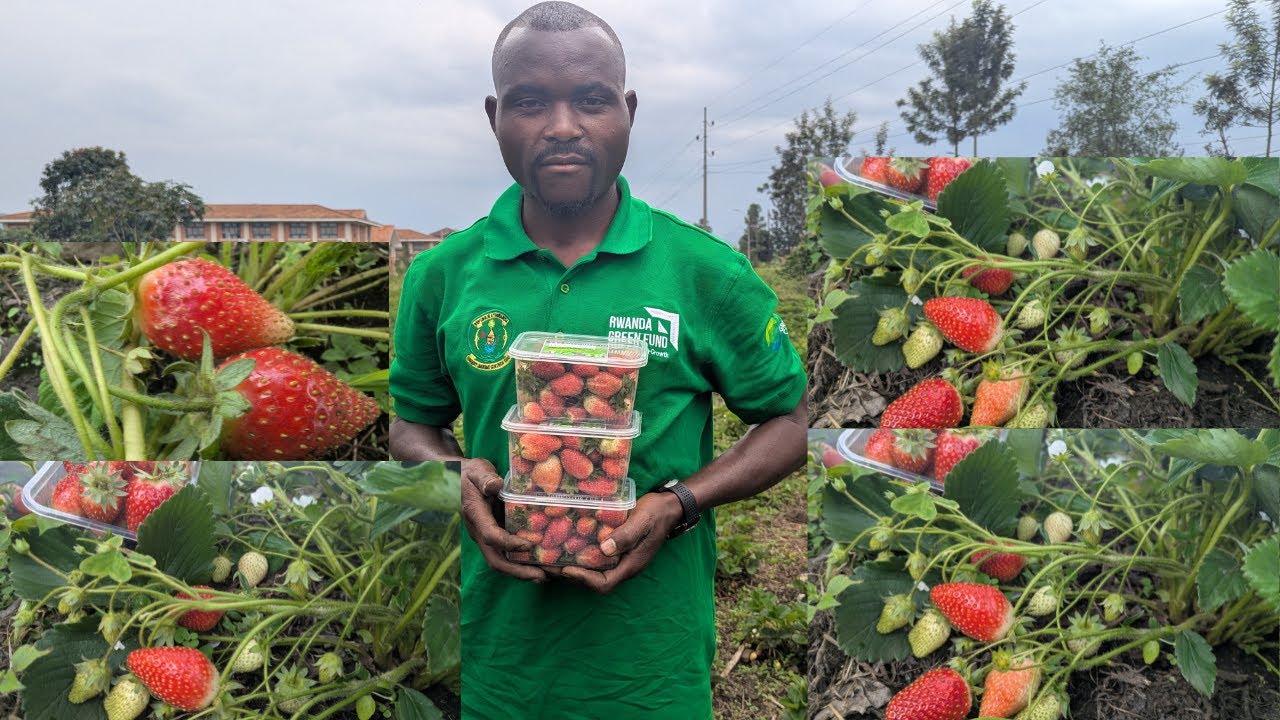  🍓 Yatangiye Ubuhinzi bw’Inkeri na 10,000 Frw…Uko Zamukijije Biratangaje!