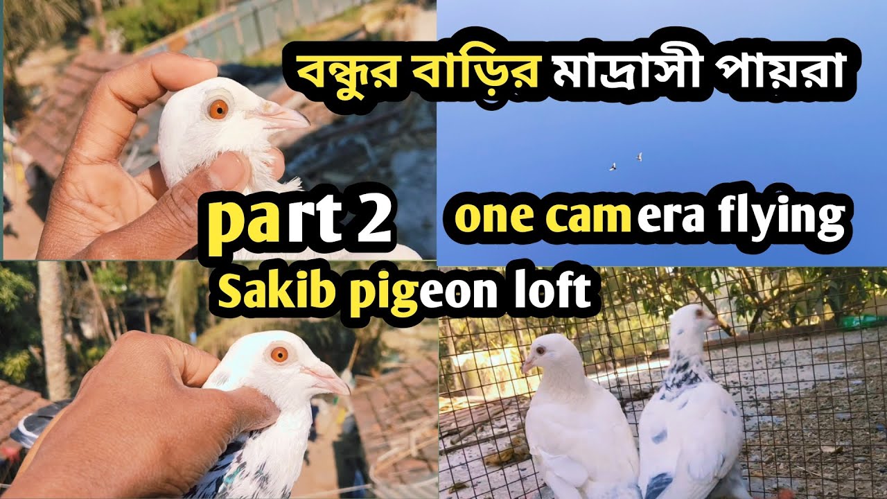 Pigeon flying part 2#viral #pigeon #trendingshorts #ytshorts 