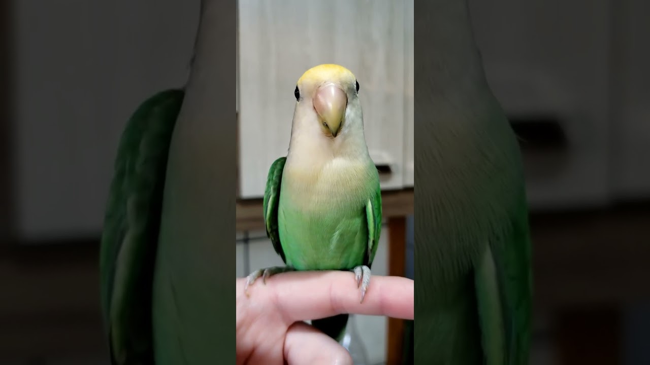 Canto de Agapornis 🎶 #birds #shorts