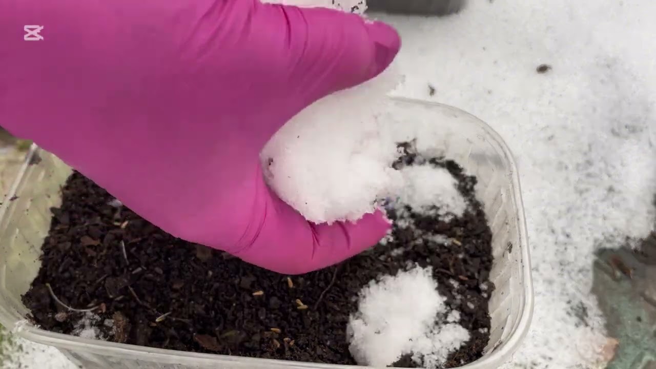 Астры посев зимой