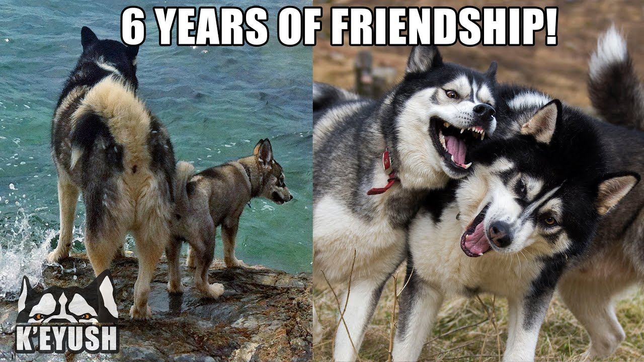 How My Husky Met His Best Friend! Amazing 6 YEAR Friendship!