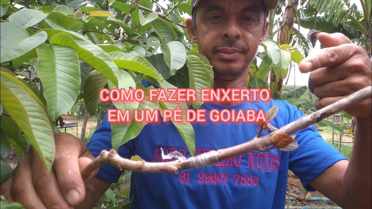 COMO FAZER ENXERTO EM  GOIABA ( ENXERTO DUPLO)