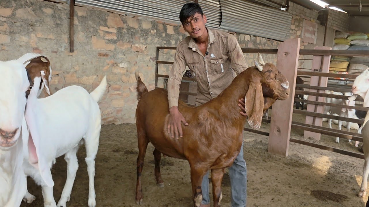 2nd Lot Big Goats 100 Kg Ki Patti | Ali Goats Pali Farms In Pipad Jodhpur Rajasthan. 