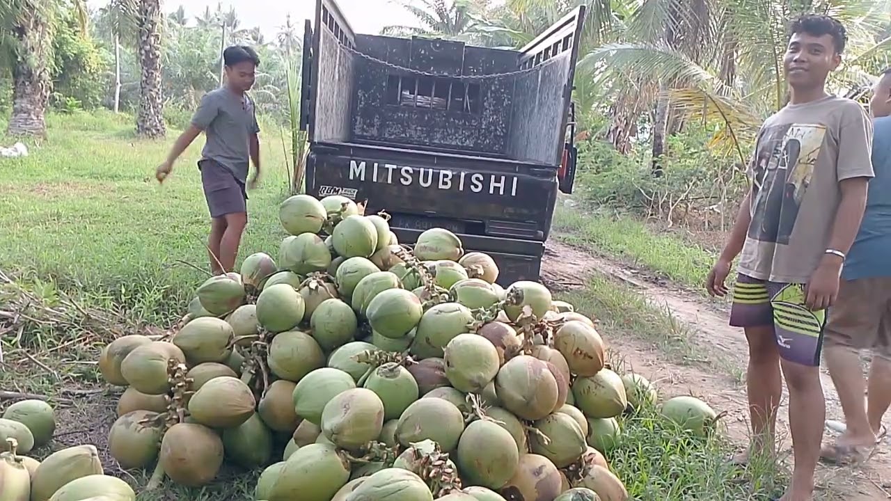 Hitung hasil kelapa muda sampai malam #serabutan#tukangkelapa#viral#trending