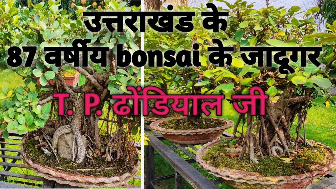 दंग रह जाएँगे ये bonsai देखकर!! mind blowing bonsai collection!!