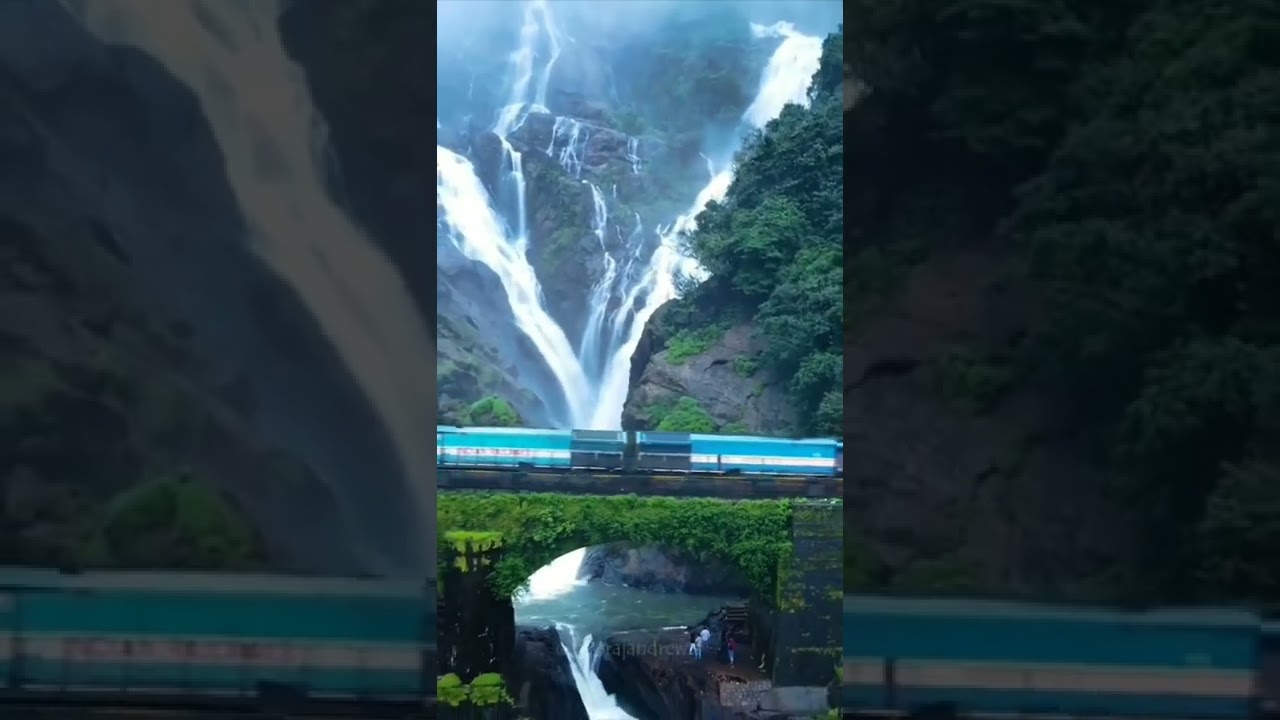 dandeli karnataka ...... #shorts #youtubeshort #dandelion