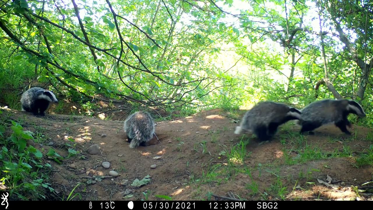 Bouncy badger cubs 3