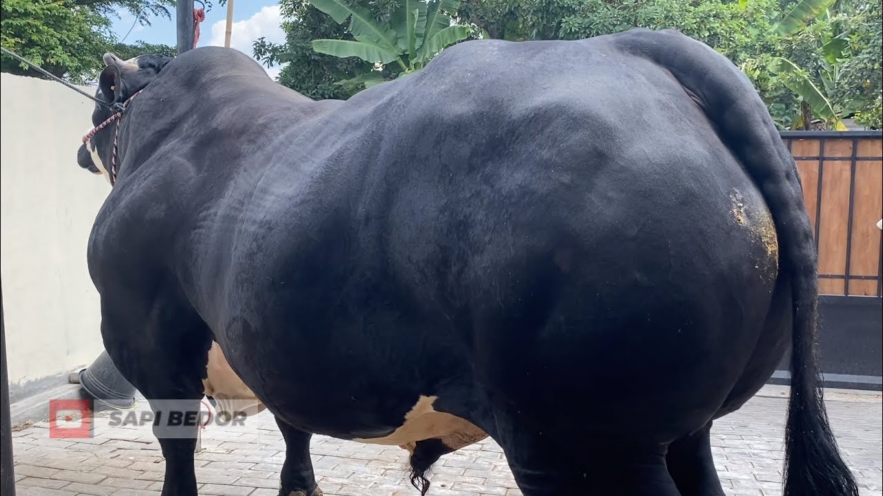 AMUNISI KONTES APPSI JEMBER DARI KANDANG MADU❗️🔥🔥🔥