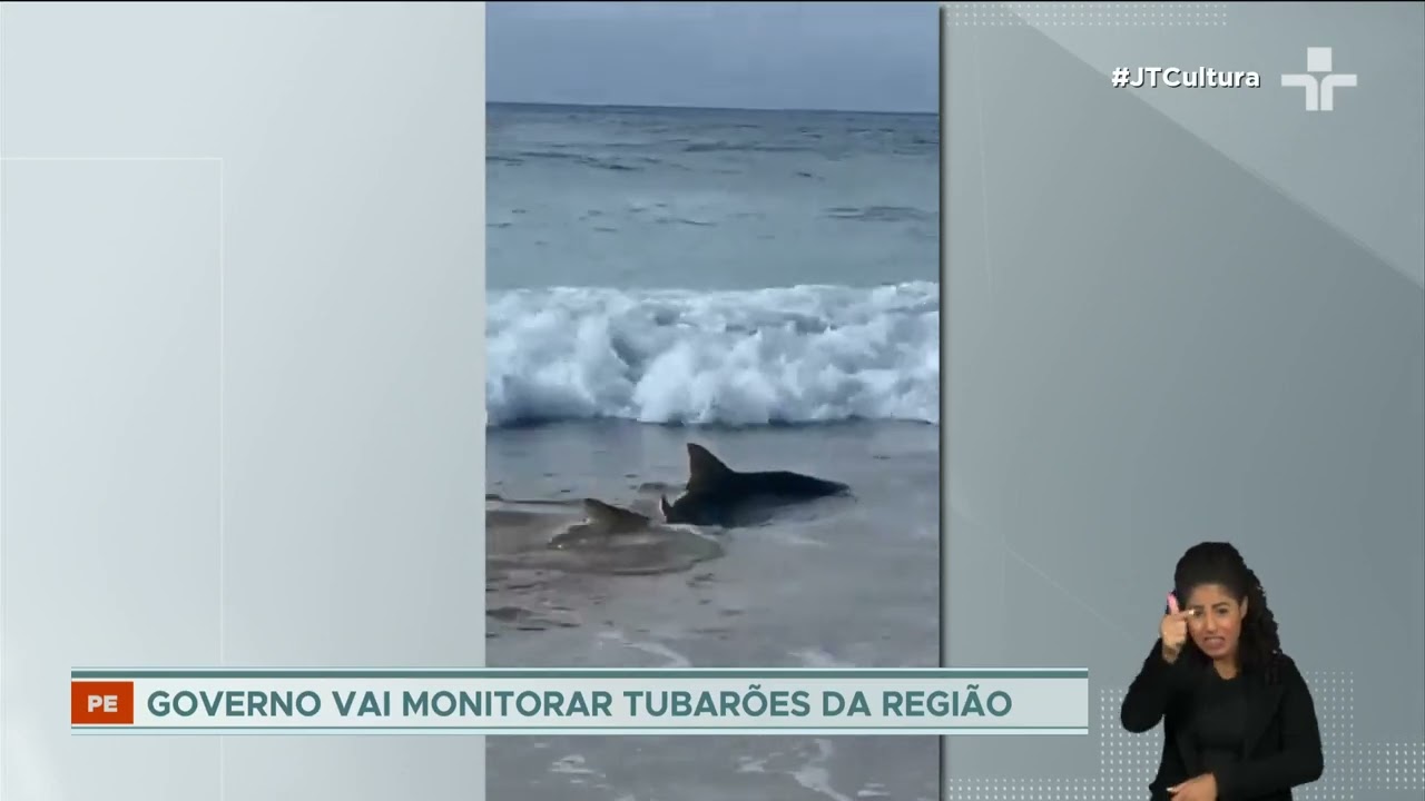 Ataques de tubarão: governo de Pernambuco monitora a região após três incidentes em 15 dias