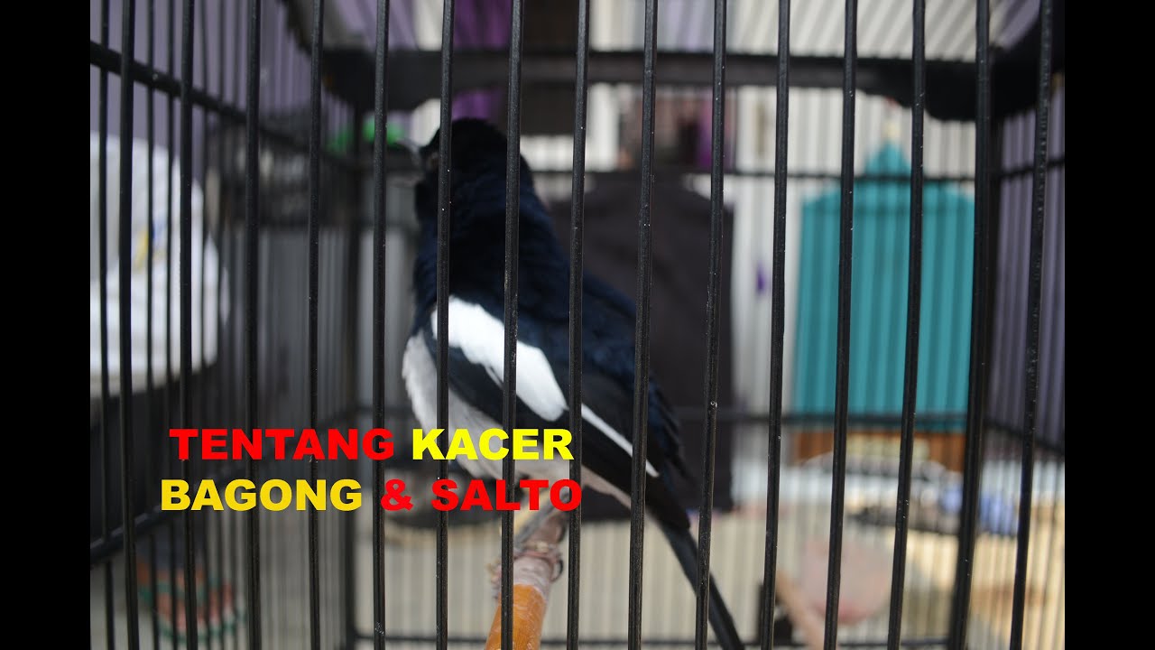 VIDEO CALL DAN QNA BERSAMA MAS DIEKO TENTANG KACER BAGONG DAN SALTO!!!
