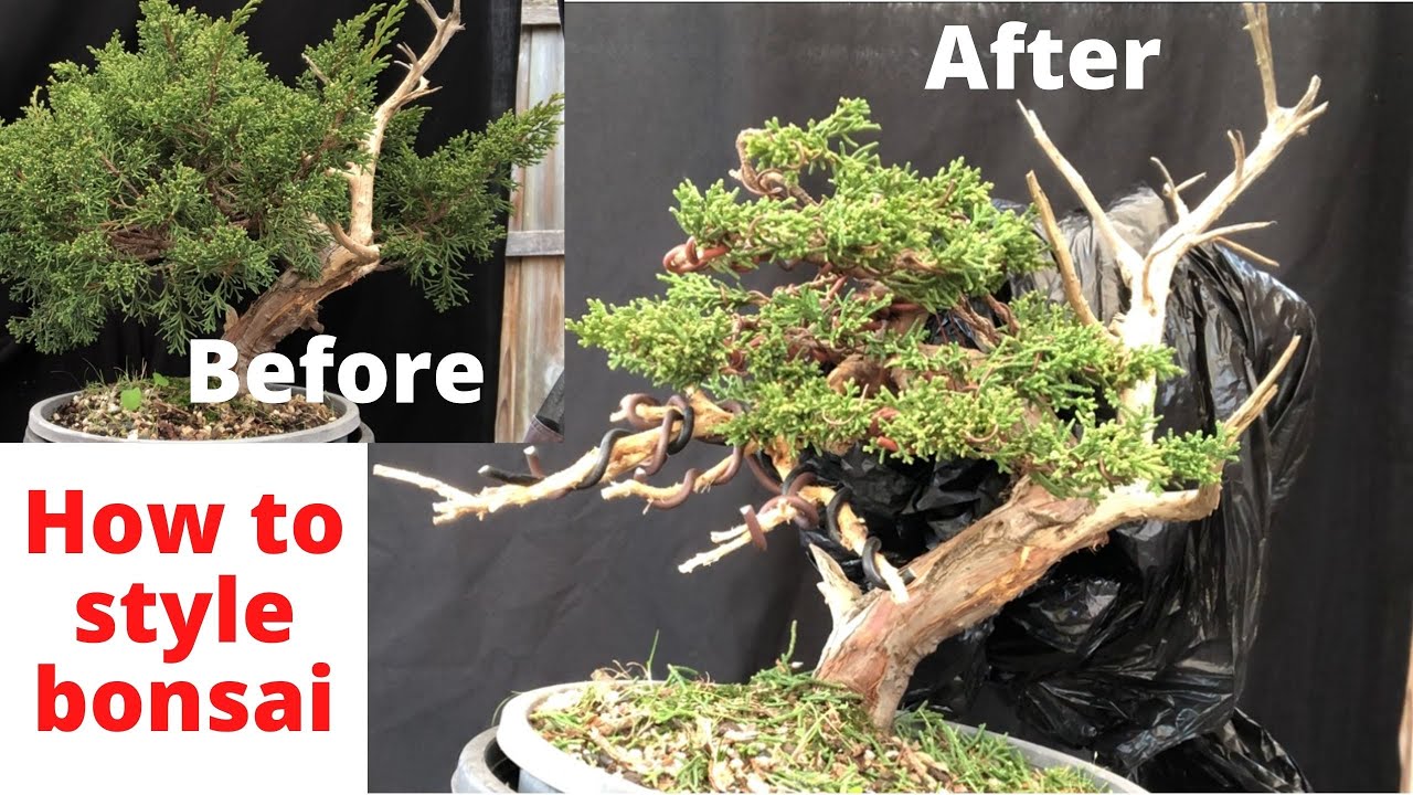 How to style bonsai Before and After process Shimpaku juniper