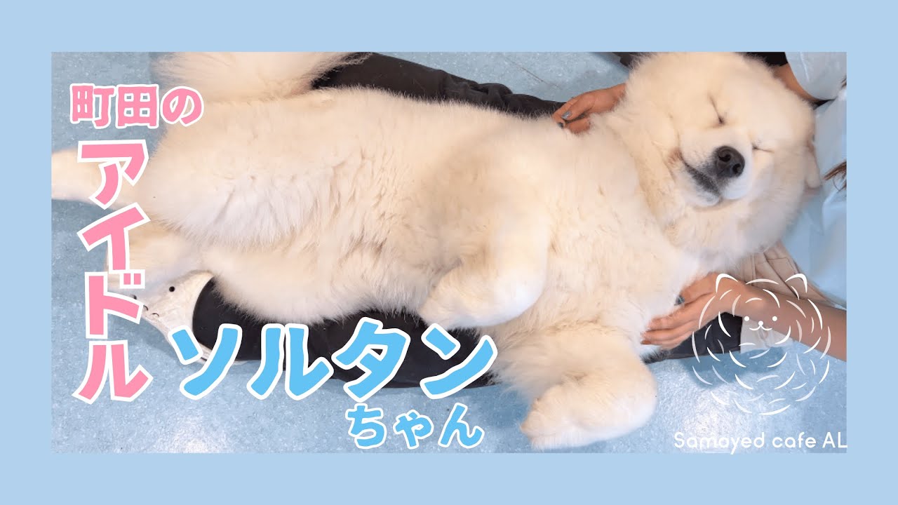 【シロクマ】もっふもふまんまるボディのソルタン(女の子　2歳4ヶ月)