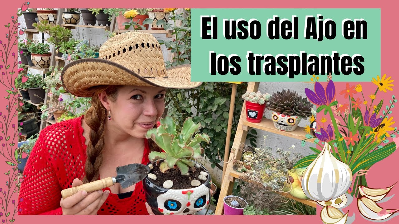 El uso de la cáscara de ajo en los trasplantes