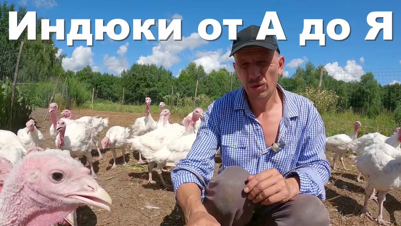 Все СЕКРЕТЫ выращивания индюков ЗДЕСЬ: полное видео о разведении индюков от А до Я!