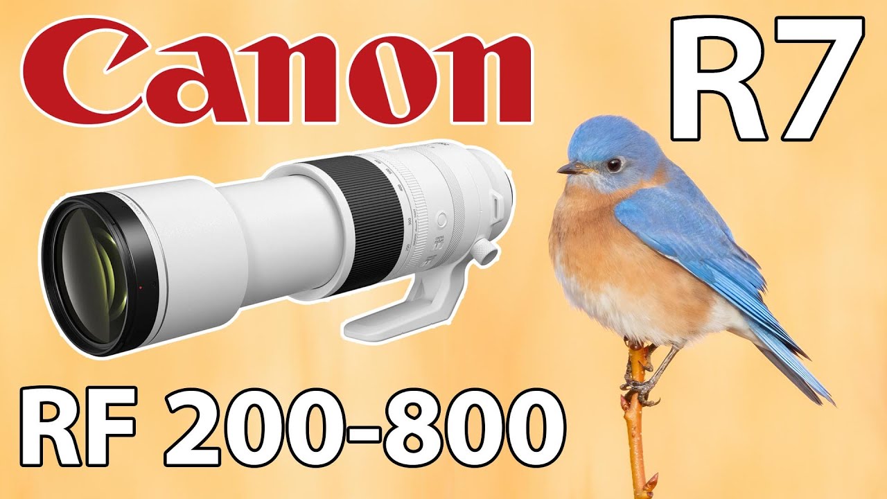 Canon 200-800mm Птицы и дикая природа с камерой EOS R7!