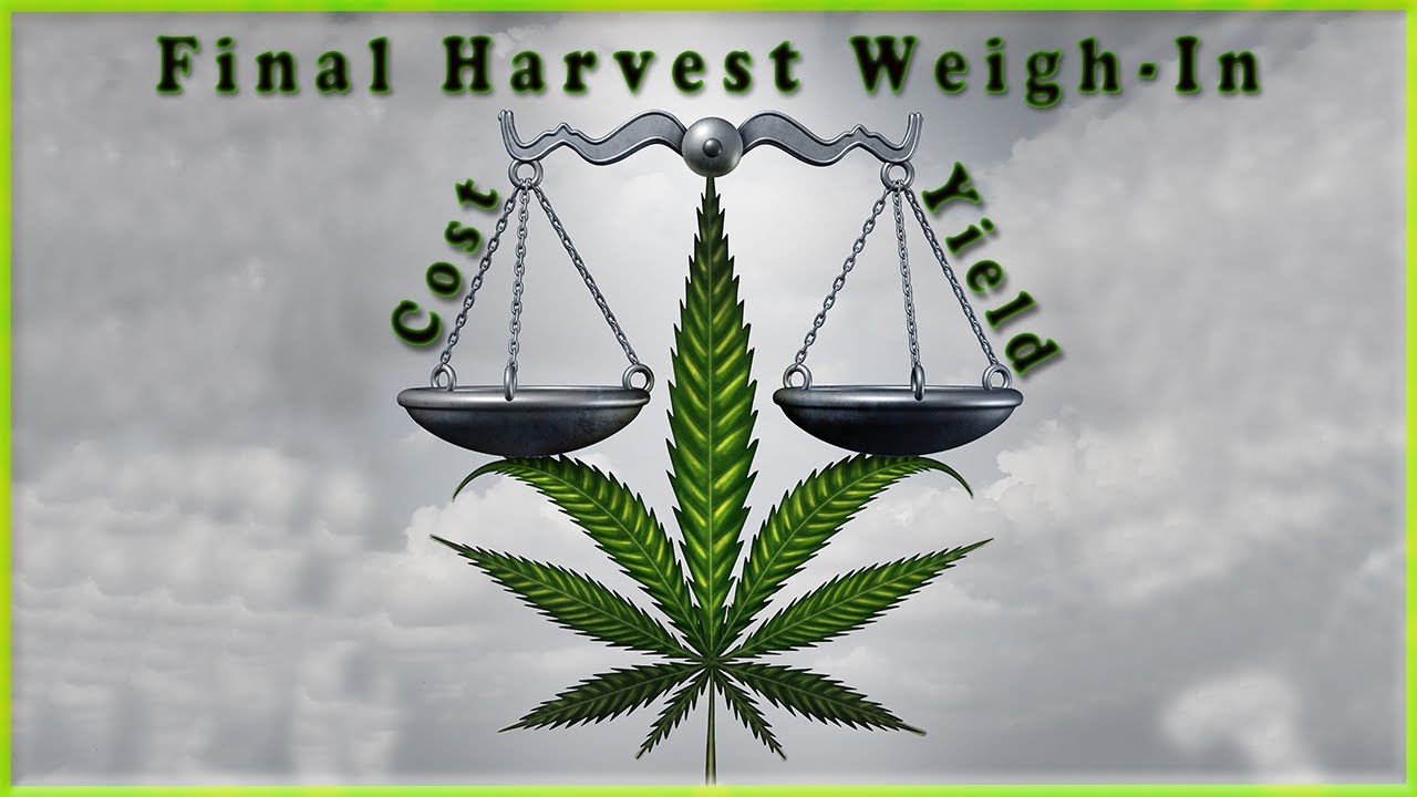 Final Harvest Weigh-In + COST/YIELD ANALYSIS!