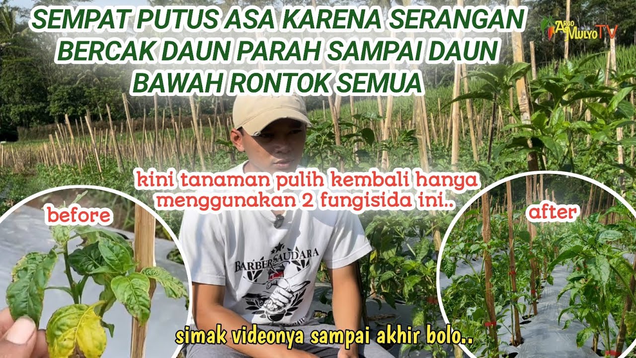 Cara mengatasi Bercak daun dan Phytophthora pada tanaman cabe rawit merah tahan virus