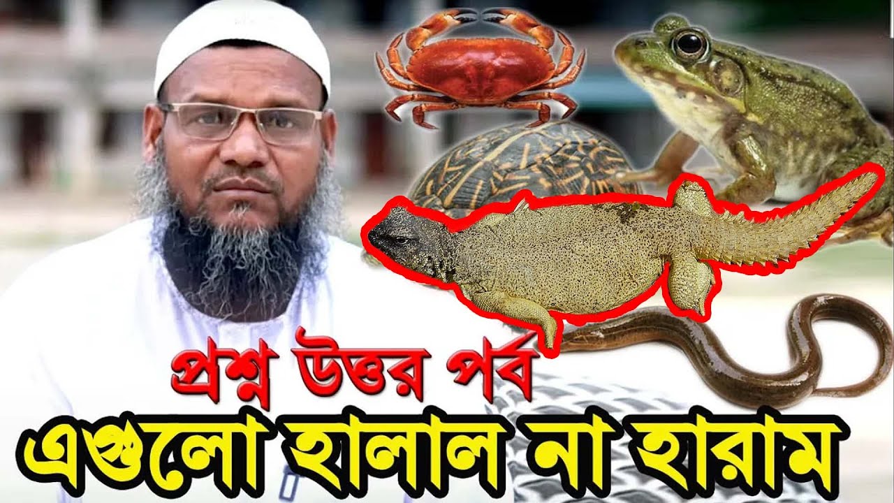 সান্ডা, গুইসাপ, ব্যাঙ,কাঁকড়া,কচ্ছপ খাওয়া কি হালাল ? আব্দুর রাজ্জাক বিন ইউসুফ প্রশ্ন উত্তর পর্ব