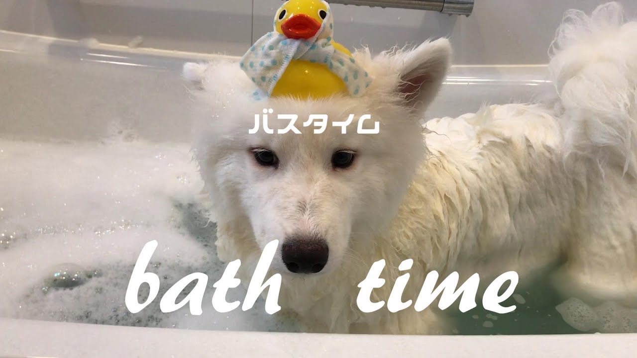 サモエドがお風呂に入るとまるで別人🐶　サモエドのネモ&mix犬シェリー