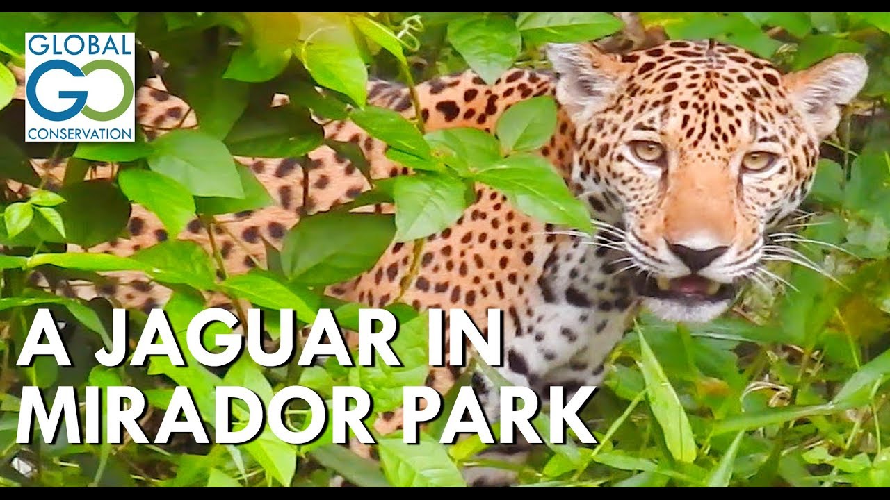 Jaguar Encounter in Mirador Park [Guatemala]
