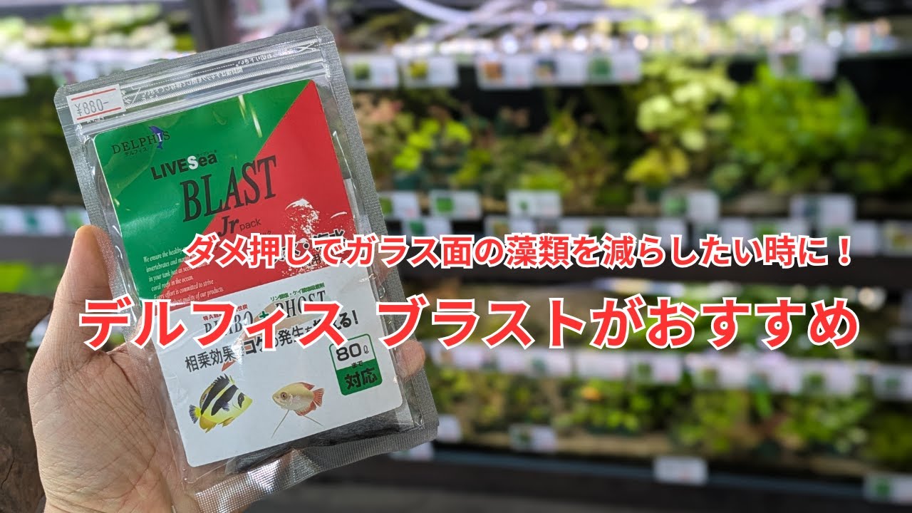 もう少しガラス面の藻類を減らしたい時におすすめのろ材「デルフィス  ブラスト」をご紹介します！
