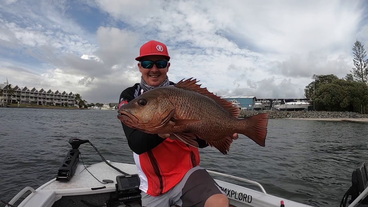 Big Mangrove Jacks on the Gold Coast