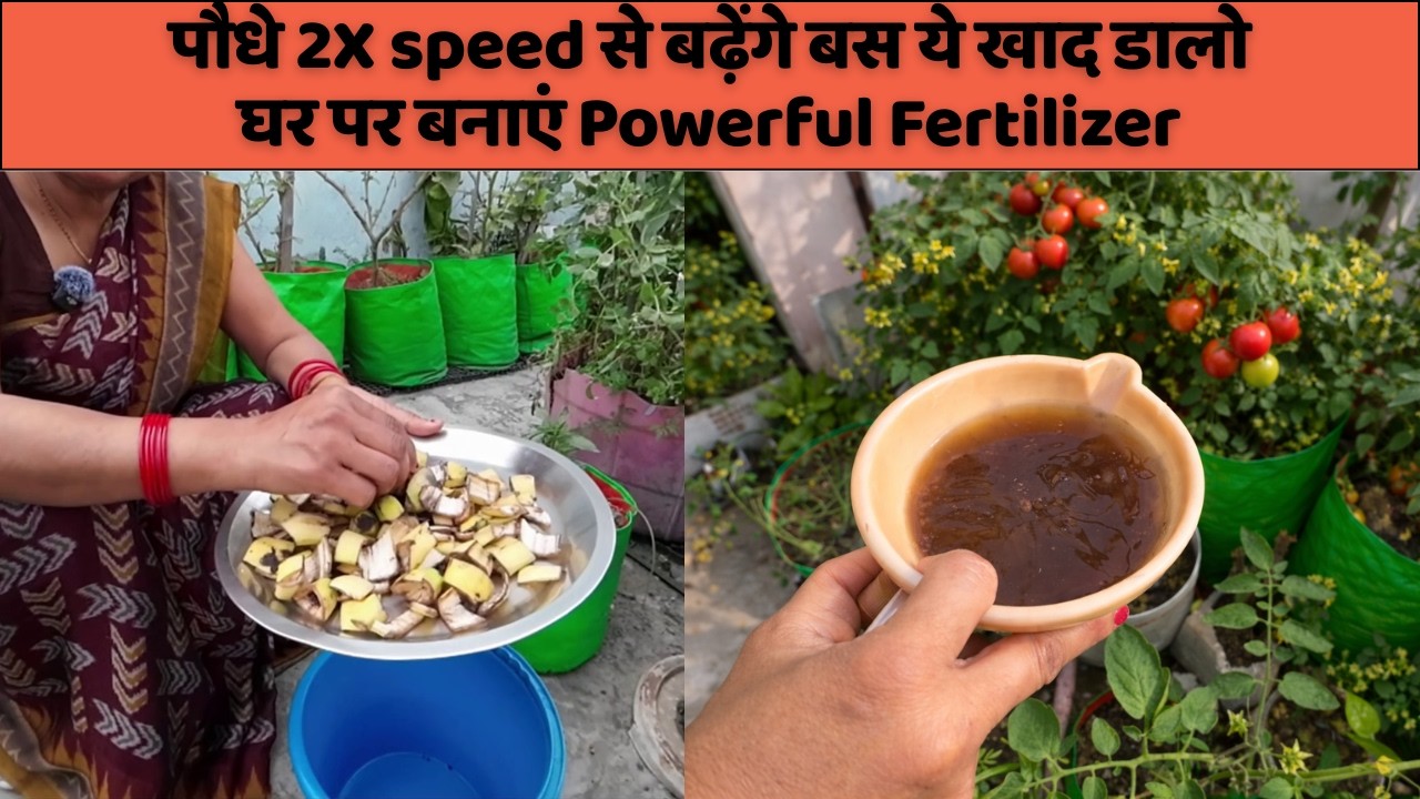 पौधे 2X speed से बढ़ेंगे बस ये खाद डालो | Making Organic Fertilizer at Home | Kavita Kitchen Garden