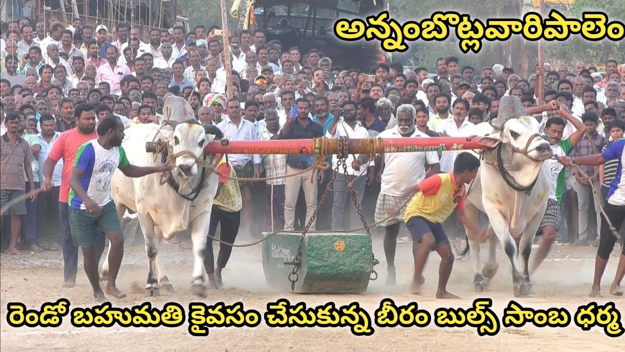 అన్నంబోట్లవారిపాలెం సీనియర్స్ 2🏆విజేత.బీరం బుల్స్ బీరం సుబ్రహ్మణ్యేశ్వర రెడ్డి గారుసాంబ ధర్మ గిత్తలు