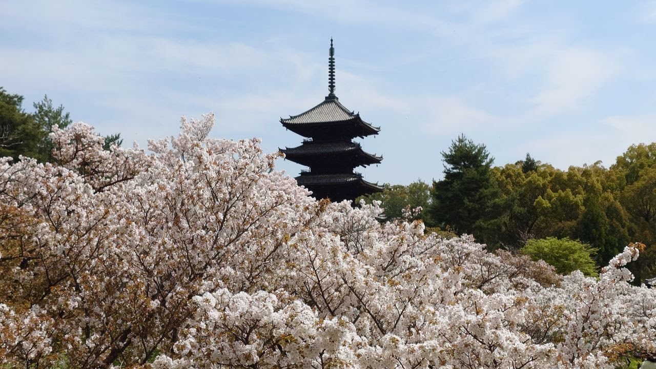2504 仁和寺+金閣寺 世界遺產之旅