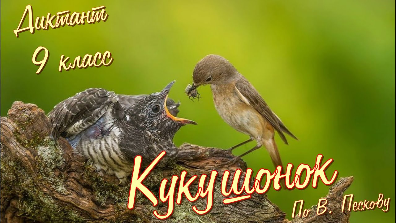 Диктант по русскому языку с проверкой! 9 класс. Кукушонок #диктант9класс #диктант