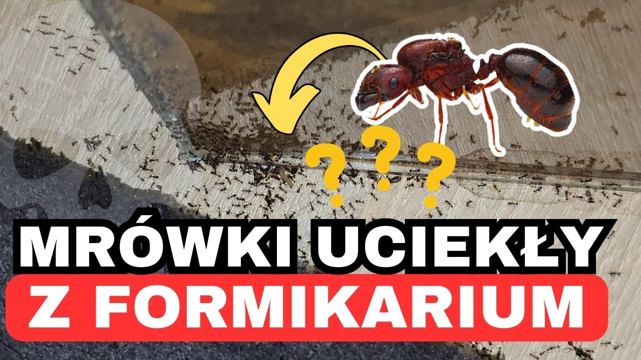 Moja Hodowla Mrówek o Krok od CAŁKOWITEGO Zniszczenia!
