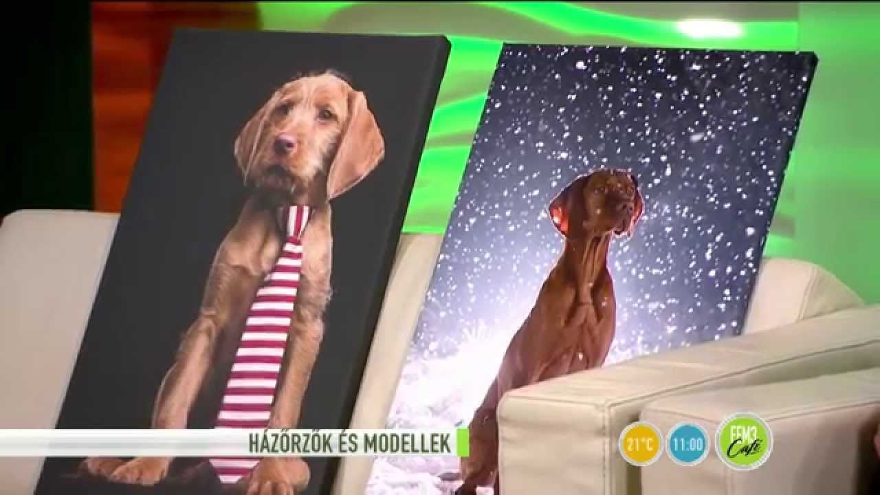 A kutyafotózás titka! - 2015.09.15. - tv2.hu/fem3cafe