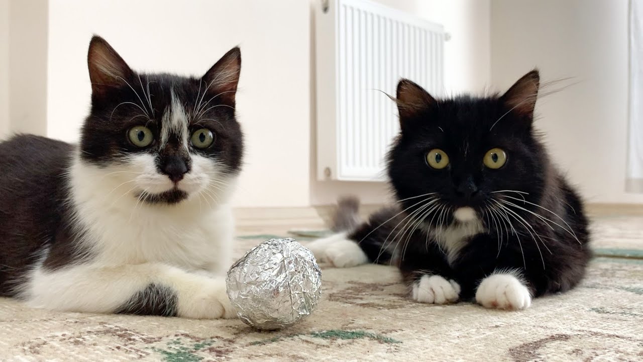 Cats get along through foil ball | Uni and Nami