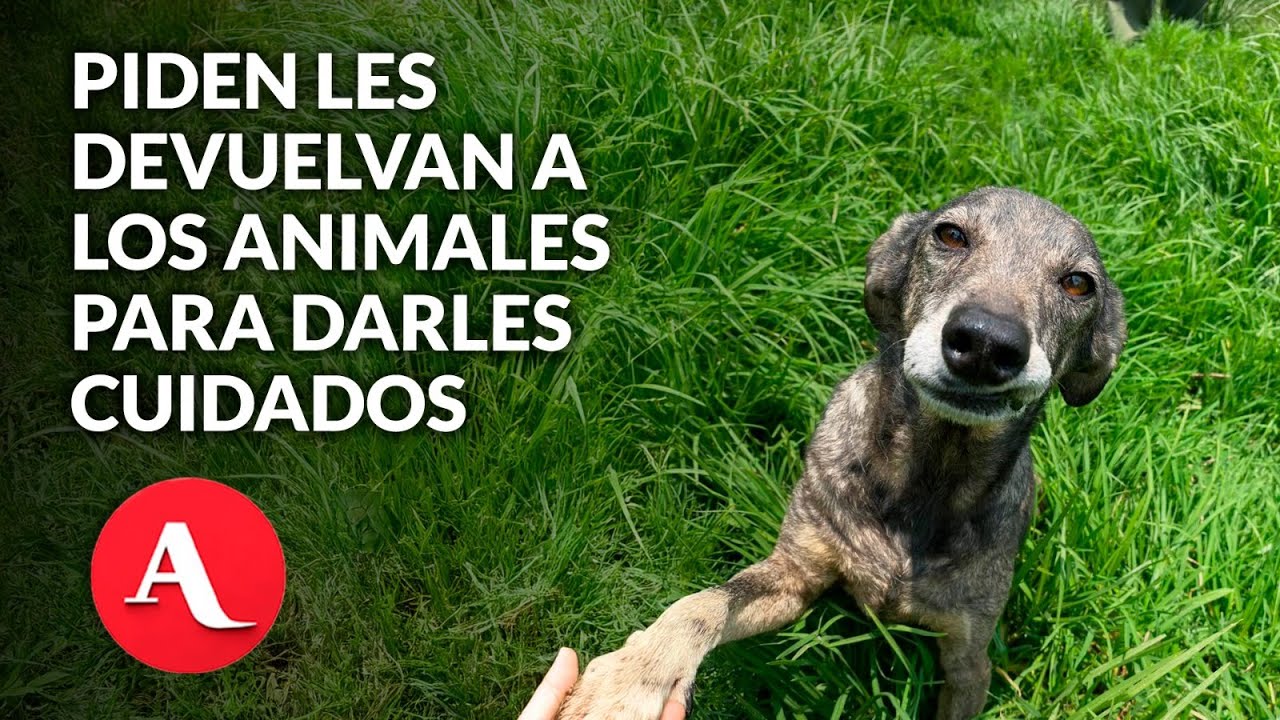 Refugio Franciscano denuncia desalojo judicial; en riesgo 1200 animales, advierte