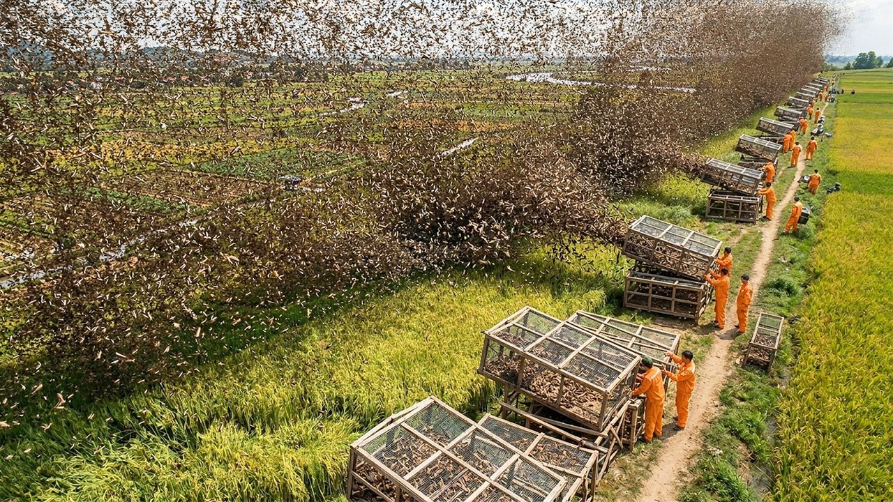 China Turns The Locust Nightmare Into A Billion Dollar Industry That Astonishes The World