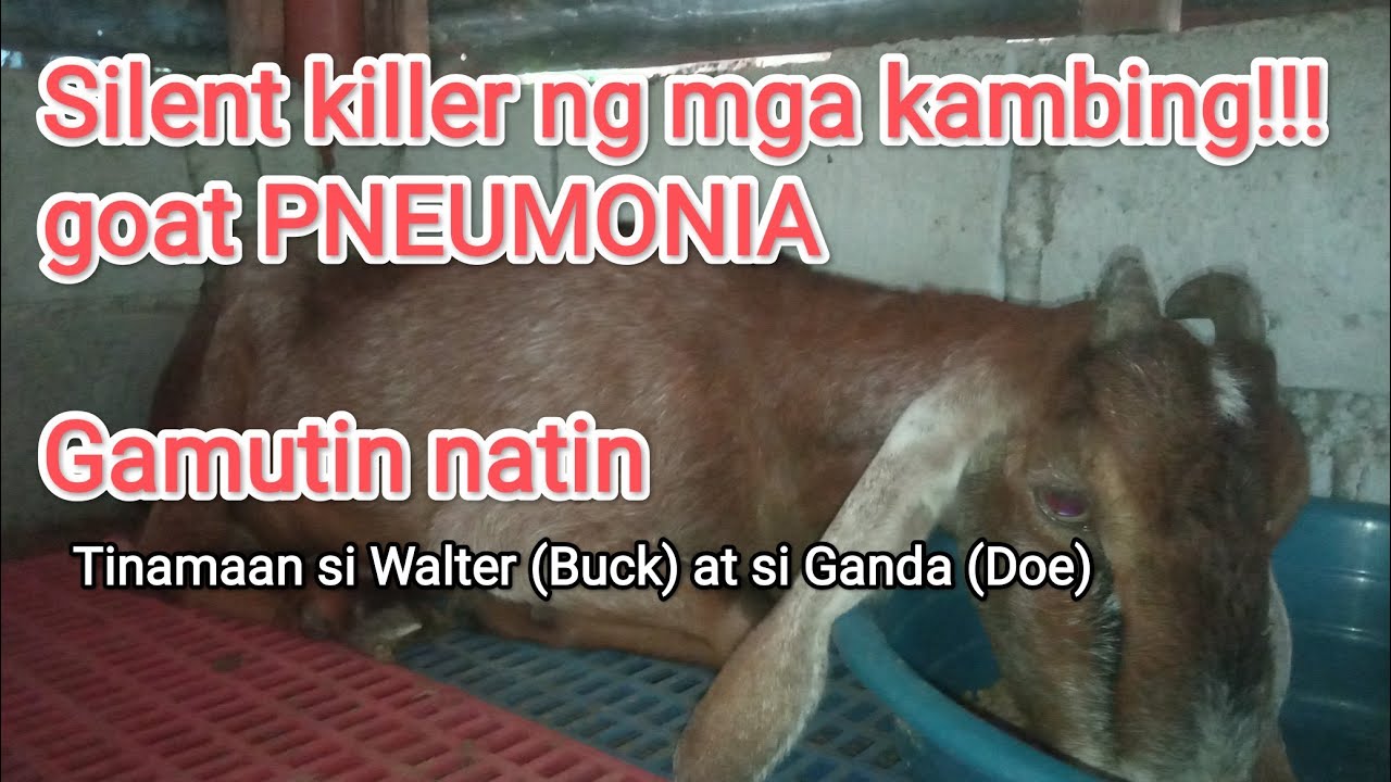 Goat Pneumonia - muling naranasan sa aming farm. Paano ko ginamot?