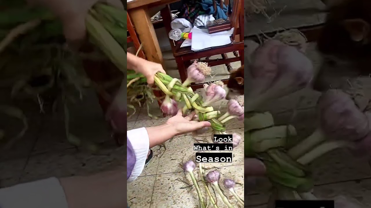 How to braid fresh garlic