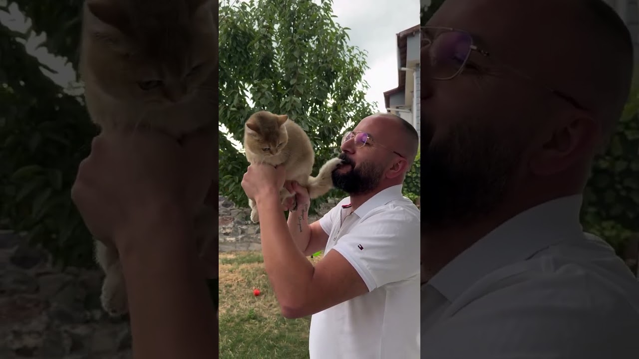 Mutlu pazarlar 🥳🥰😻🤩❤️🐾 #cat #animals #turkishcat #yavruhayvanlar #pets #shorts