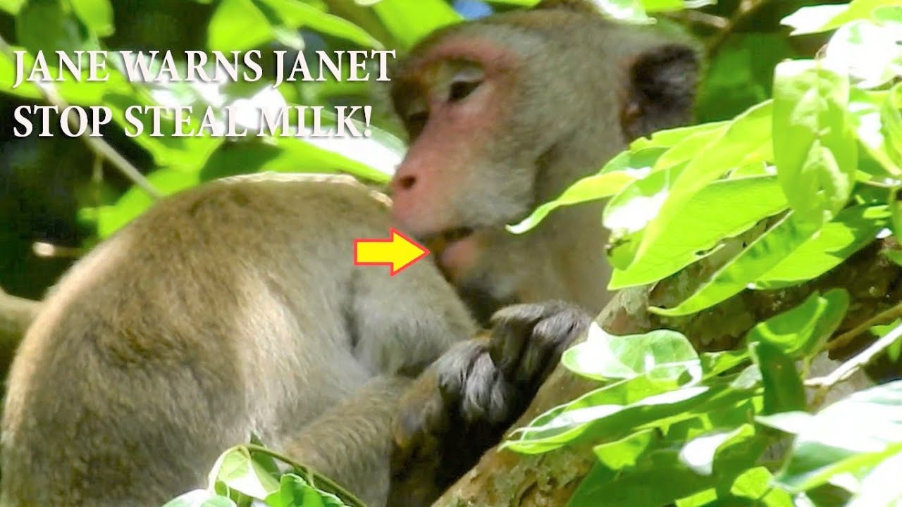 Congrats!Mum Jane Bite Lazy Janet & Warn Janet Stop Steal Milk From Mum,Janet Still Not Stop Doing