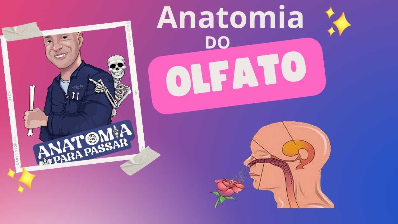 Anatomia do sentido do olfato