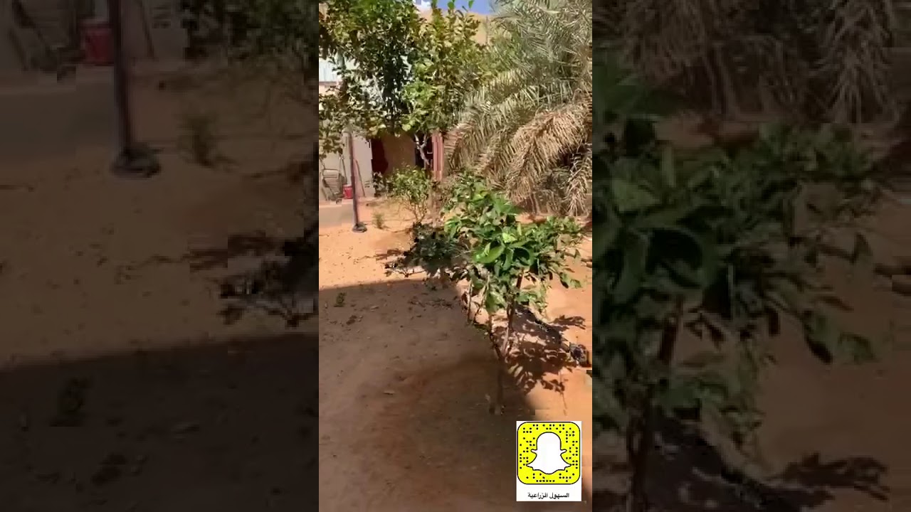 معلومات عن زراعة الحمضيات بجميع أنواعها - المسافة وتقليم التربية وأسباب ضعف النمو