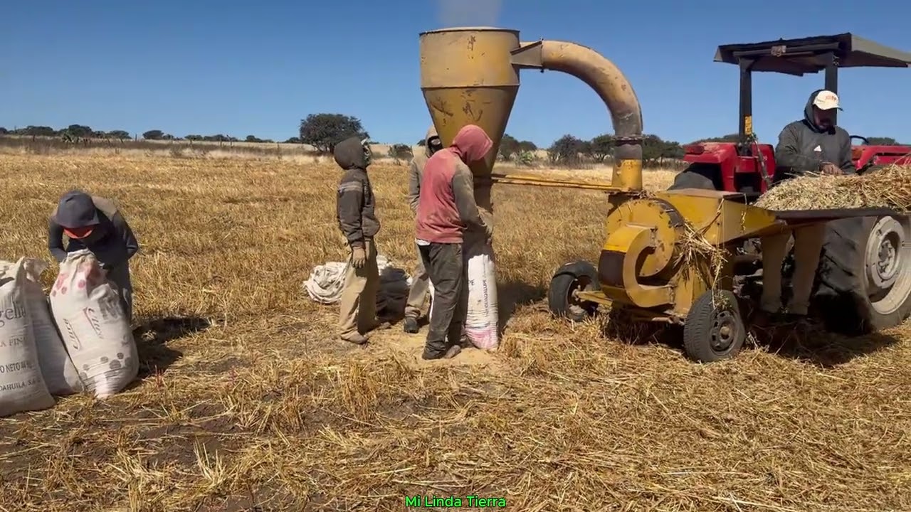 LA TAREA ES MOLER 500 COSTALES DE PASTURA MOLIDA