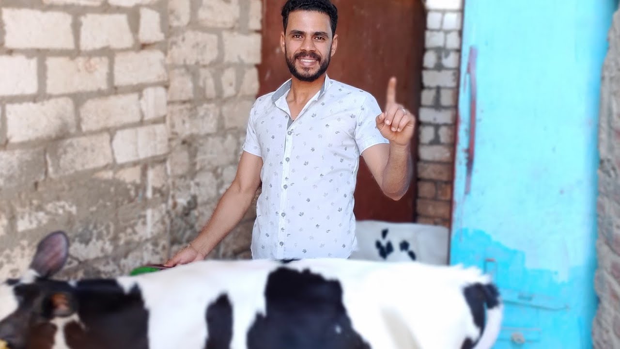 اهم خطوه في استقبال العجول حديثه الولاده #اكسبلور #الاغنام #عجول #تسمين_العجو