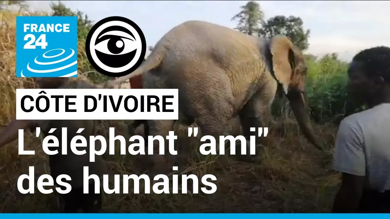 Côte d'Ivoire : Logro, l'éléphant qui va au contact de villageois • Les Observateurs