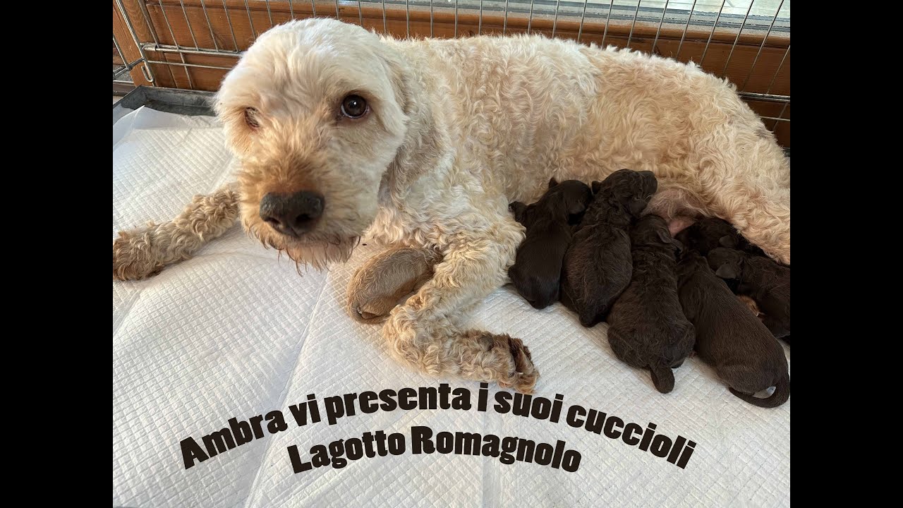TARTUFI, CUCCIOLI LAGOTTO ROMAGNOLO PARTE PRIMA
