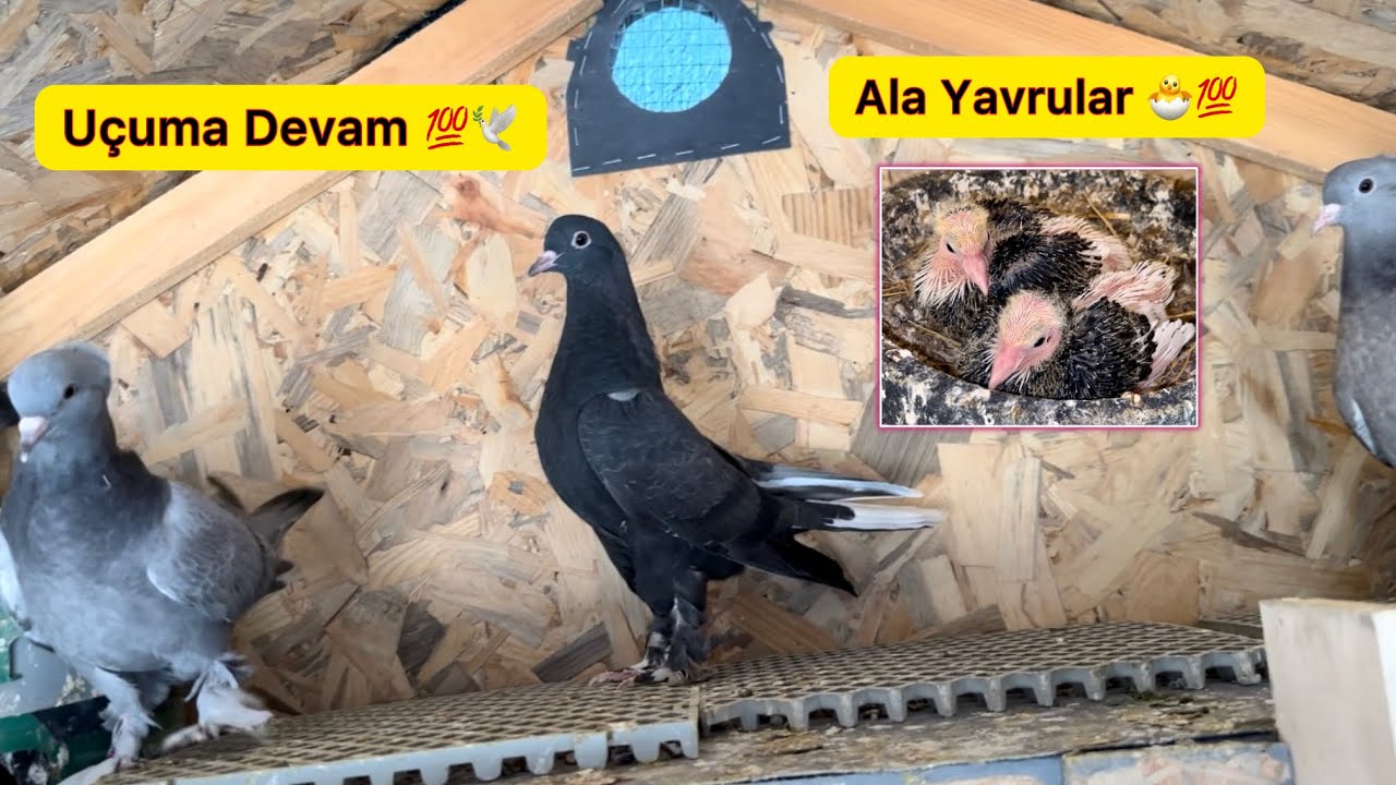 YAVRULAR UÇUMDA NEFESLENİYOR ~ ALA YAVRULAR BÜYÜDÜ ~ Taklacı Güvercin Oyunkuşu