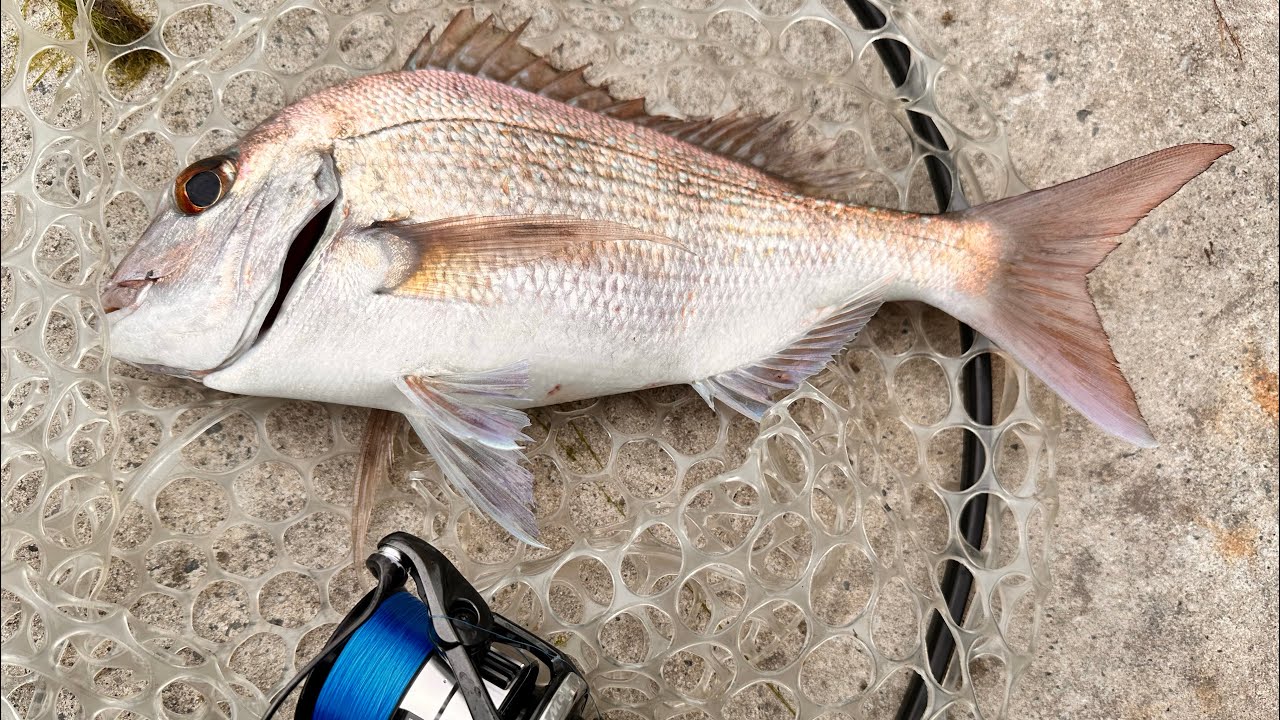 How to catch fish at Patterson River.