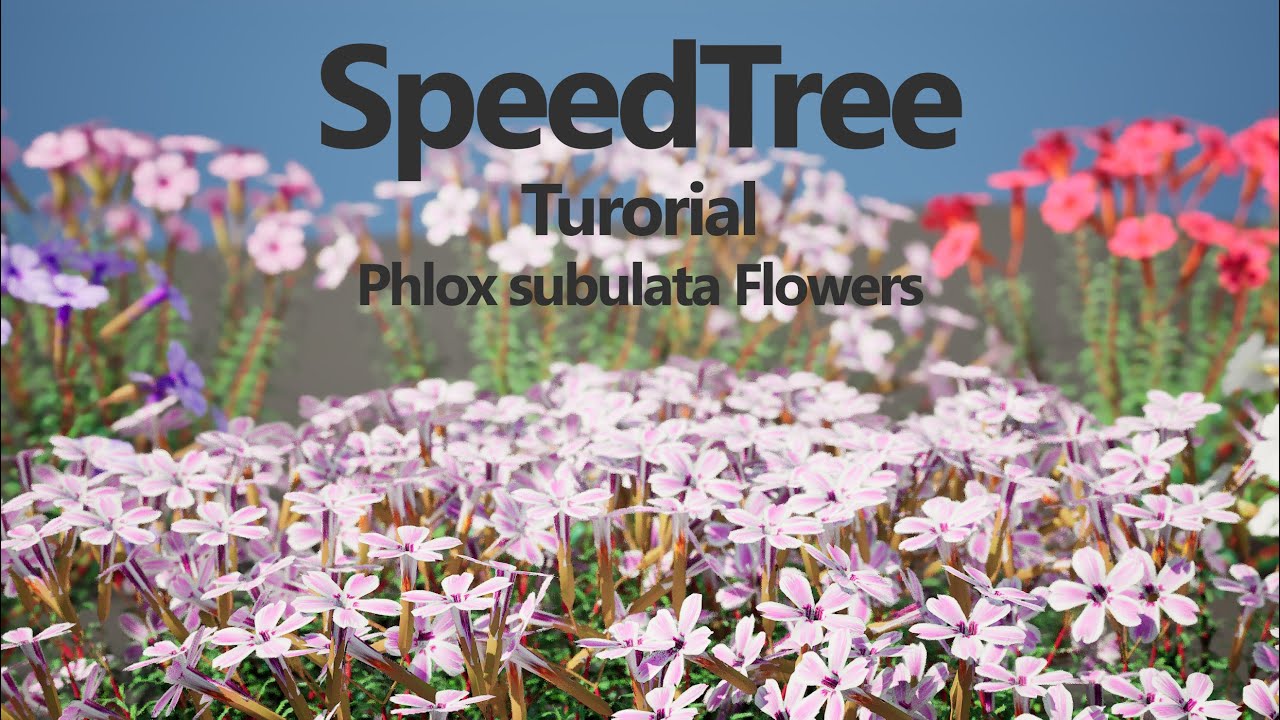 SpeedTree - Tutorial - How to create Phlox Subulata flower with color variations
