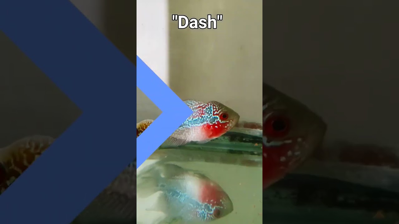 1st Month in our Aquarium | flowerhorn fish
