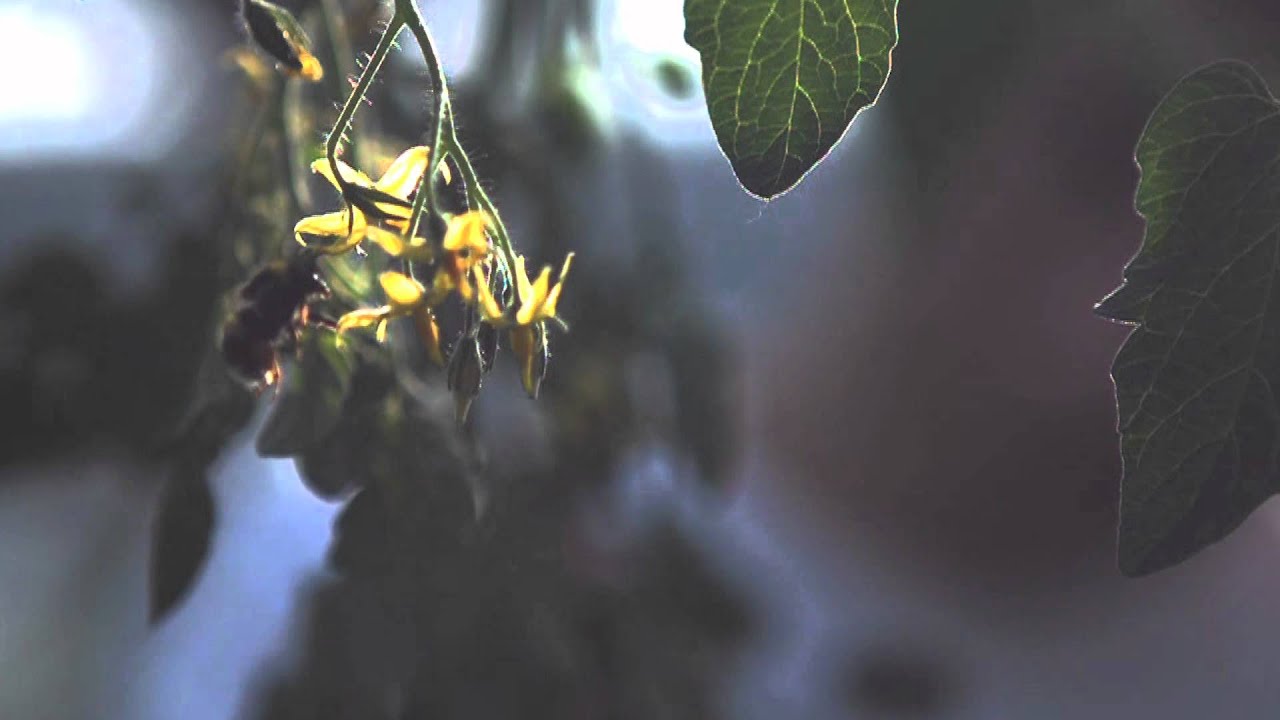 Bumblebee on tomato plant - High speed footage
